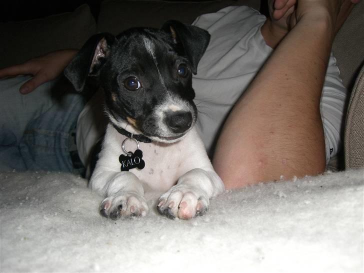 Dansk svensk gaardhund Kalo (Jinan´s Krumme) - "Cheeeeese" billede 9