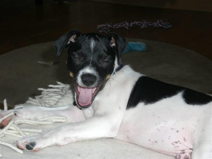 Dansk svensk gaardhund Kalo (Jinan´s Krumme) - Ja Ja Gaaaab billede 10