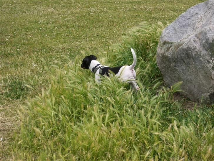 Dansk svensk gaardhund Kalo (Jinan´s Krumme) - På opdagelse billede 11