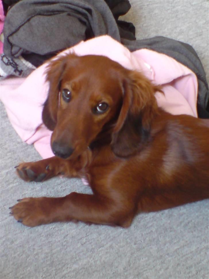 Gravhund Magnus billede 14