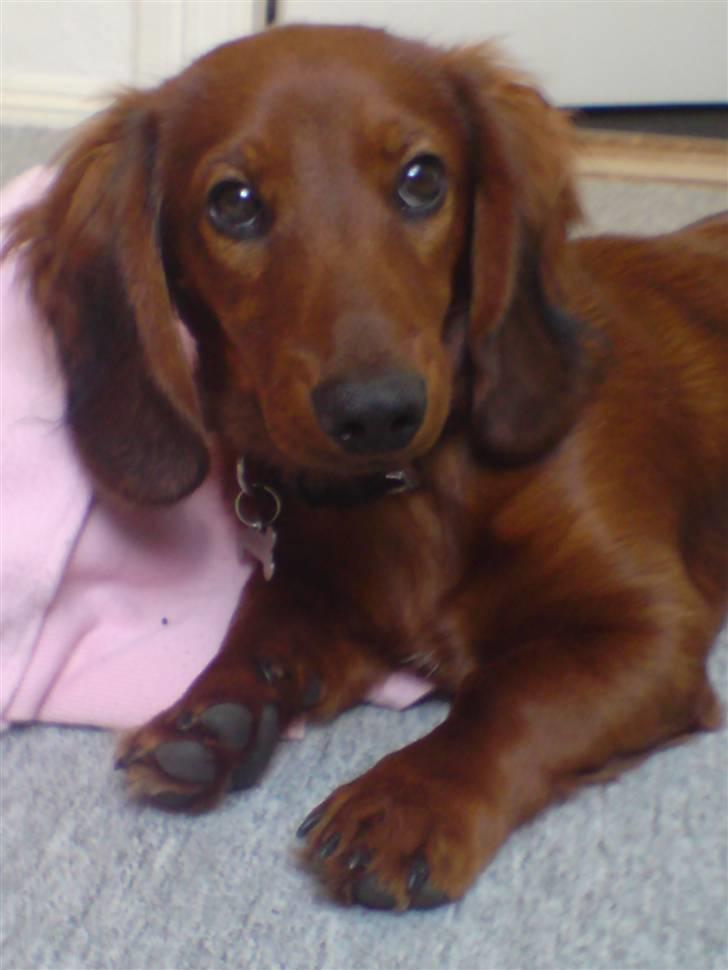 Gravhund Magnus billede 15
