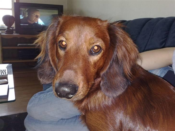 Gravhund Magnus billede 16