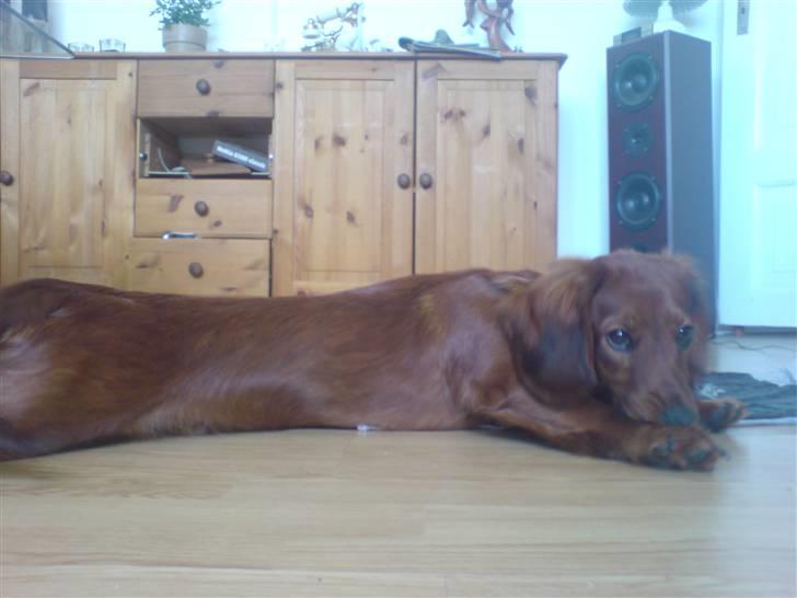 Gravhund Magnus billede 17