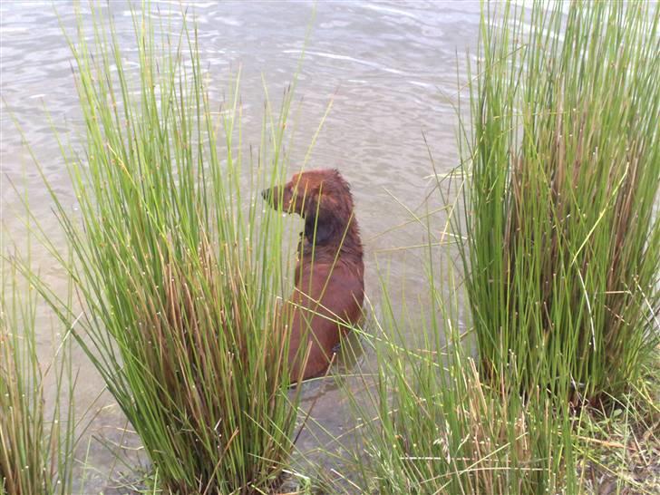 Gravhund Magnus billede 18