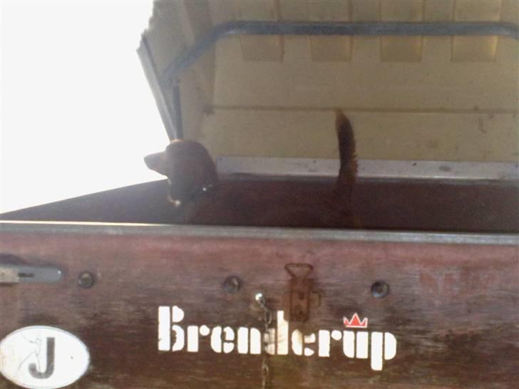 Gravhund Magnus billede 19
