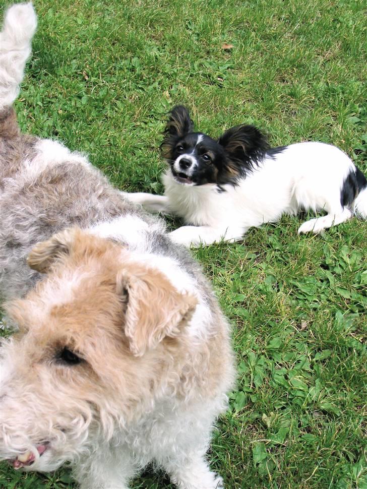 Papillon Valde - Rasmus (en tæve) og Valde billede 12