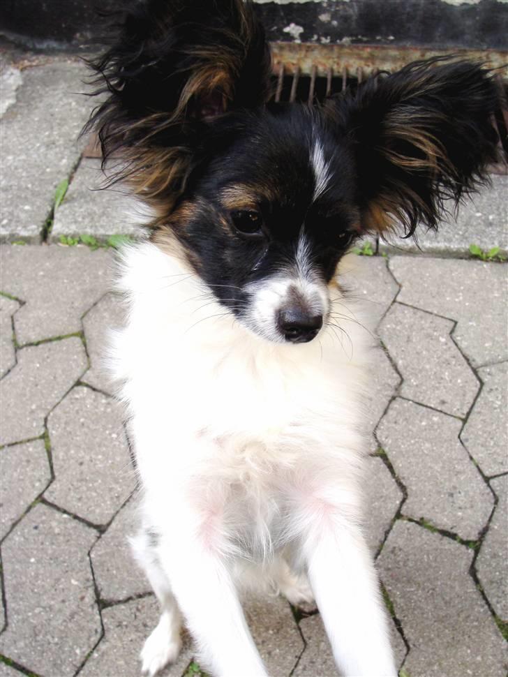 Papillon Valde billede 13