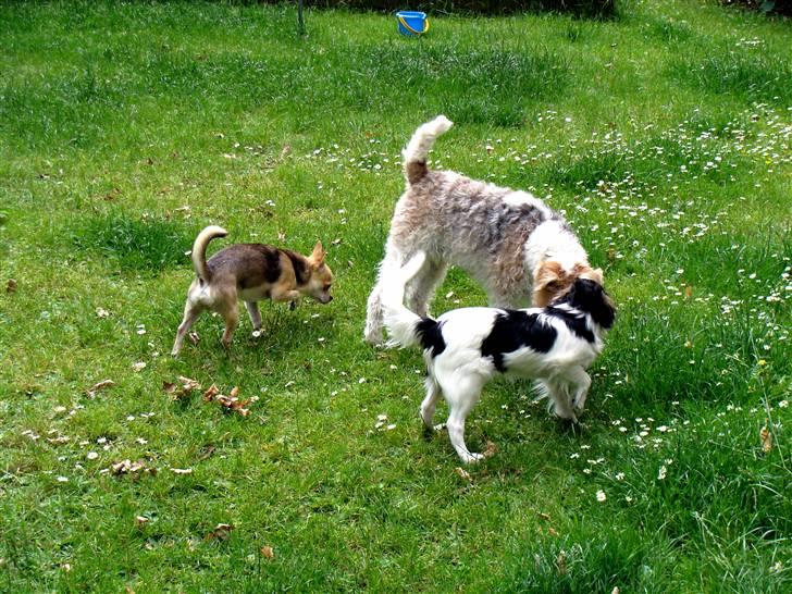 Chihuahua Bailey - Bailey, Rasmus (en tæve) og Valde billede 15