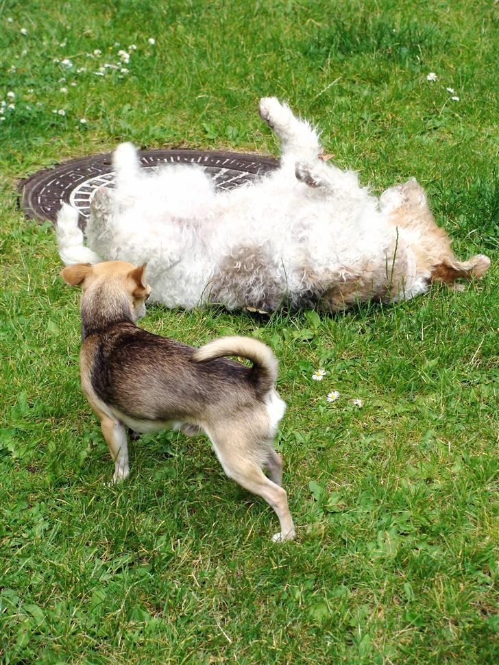 Chihuahua Bailey - Bailey og Rasmus billede 16