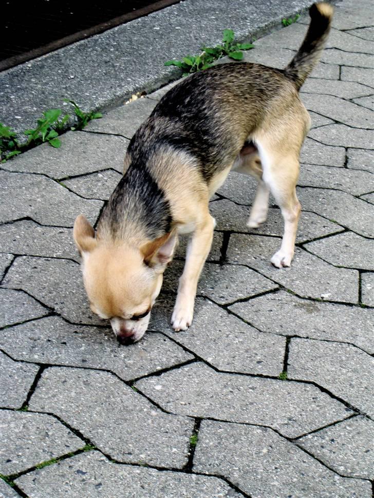 Chihuahua Bailey billede 17