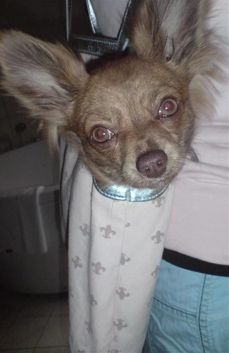 Chihuahua Amigo billede 18