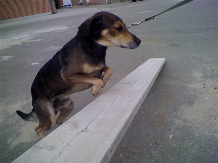 Blanding af racer basse - Jubii, må jeg springe igen?? billede 1