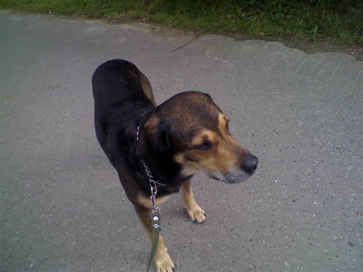 Blanding af racer basse - jeg ser så tynd ud på billedet men det er jeg ikke jeg er tyk  billede 2