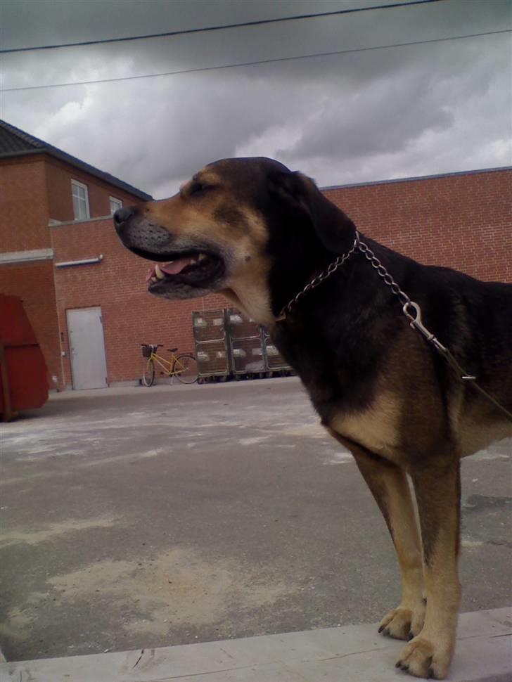 Blanding af racer basse - kom basse vi går hjem det ser ud til at det vil begynde af regne kom !! billede 3