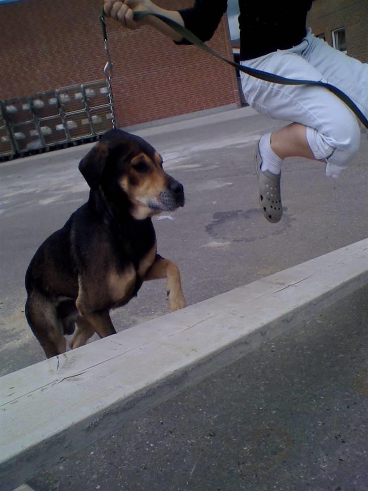 Blanding af racer basse - min ven sarah springer med basse billede 4