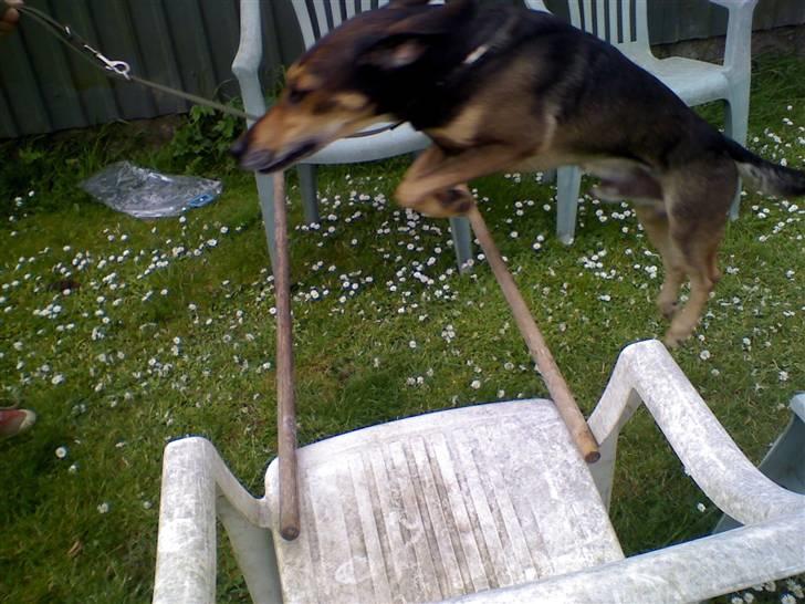 Blanding af racer basse - og har springer han 60 cm  i højden og 50 i længden billede 5