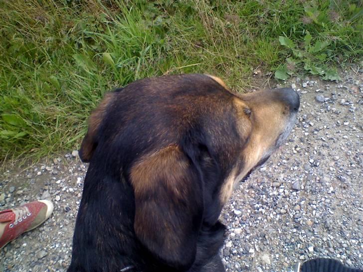 Blanding af racer basse - min ven sarah har taget dette billede det er mega flot billede 6