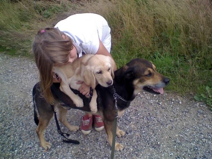 Blanding af racer basse - basse giver buster et lift billede 7