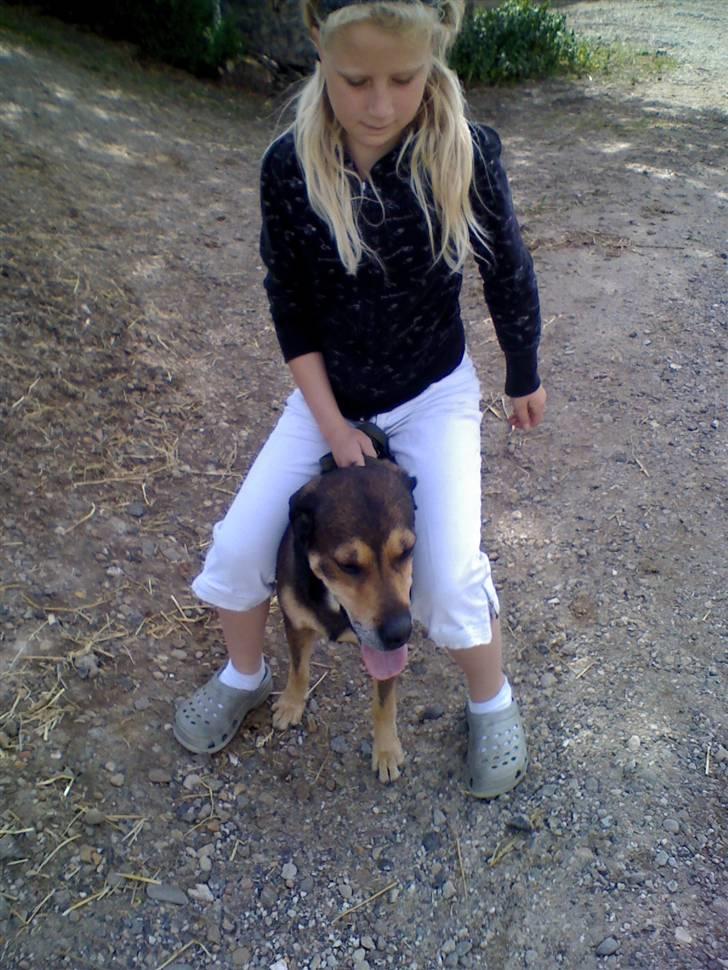 Blanding af racer basse - han gider ikke stå stille øv billede 8