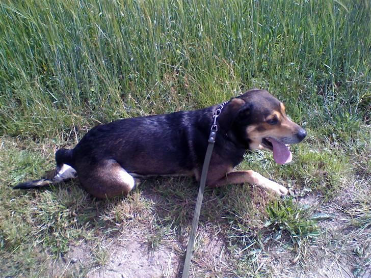 Blanding af racer basse - han ligger bare lige sig der med korn marken bag ham billede 9