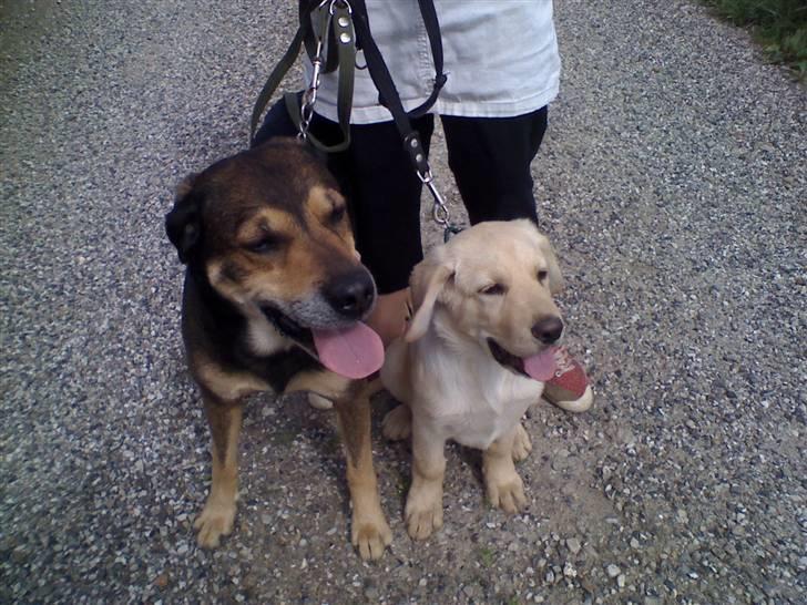 Blanding af racer basse - buster og basse sidder plas billede 10