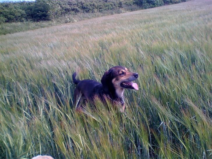 Blanding af racer basse - basse i korn marken  billede 11