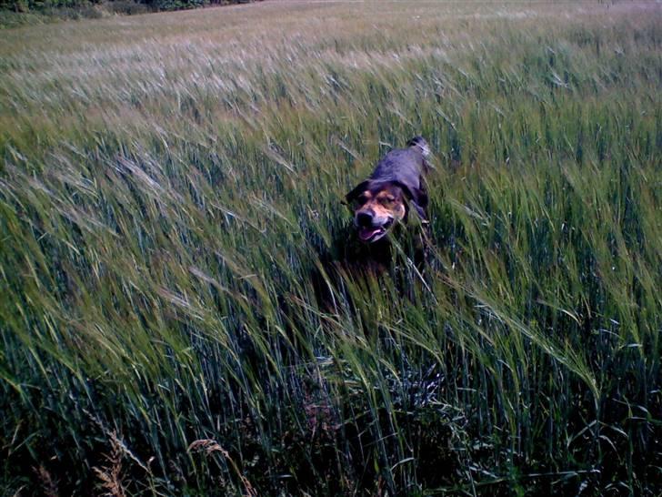 Blanding af racer basse - han kan næsten ikke se over den dumme korn mark billede 12