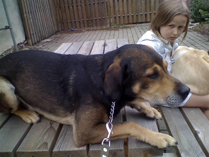 Blanding af racer basse - så ligger han ned igen billede 13