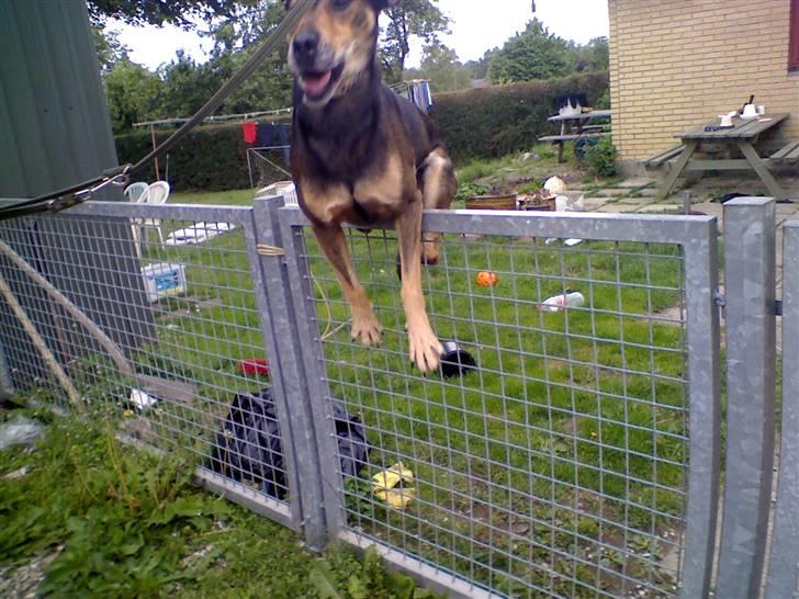 Blanding af racer basse - han springer 1 meter billede 14