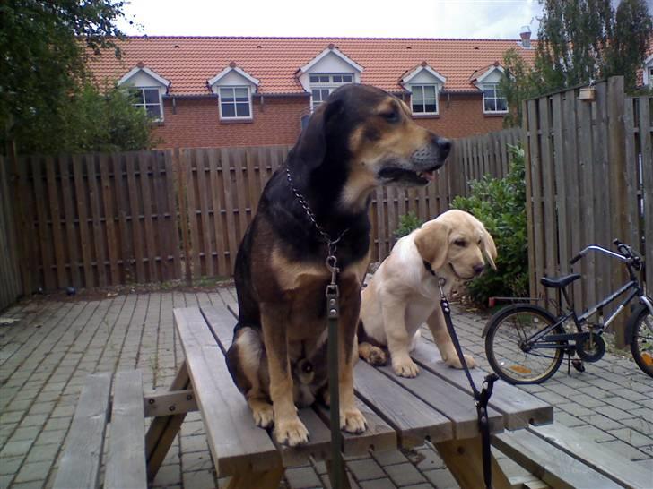 Blanding af racer basse - buster og basse slapper af!! billede 16