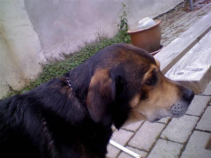 Blanding af racer basse - det liger han har hanekam men det er bare en lille blomster hæk billede 17