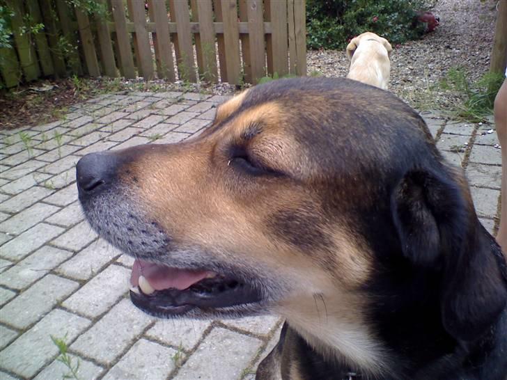 Blanding af racer basse - basse kigger på malene billede 18