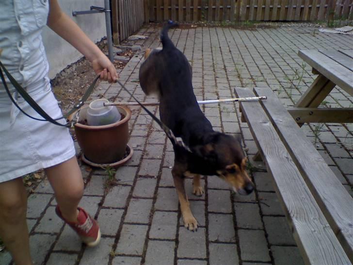 Blanding af racer basse - nu står jeg på hænder er jeg ikke bare god til det??? billede 19