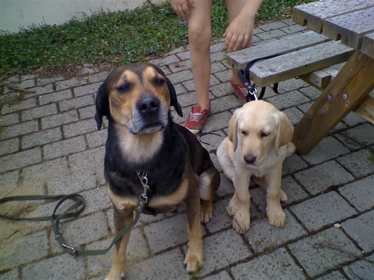 Blanding af racer basse - tak fordi i kiggede forbi kig gerne buster billede 20