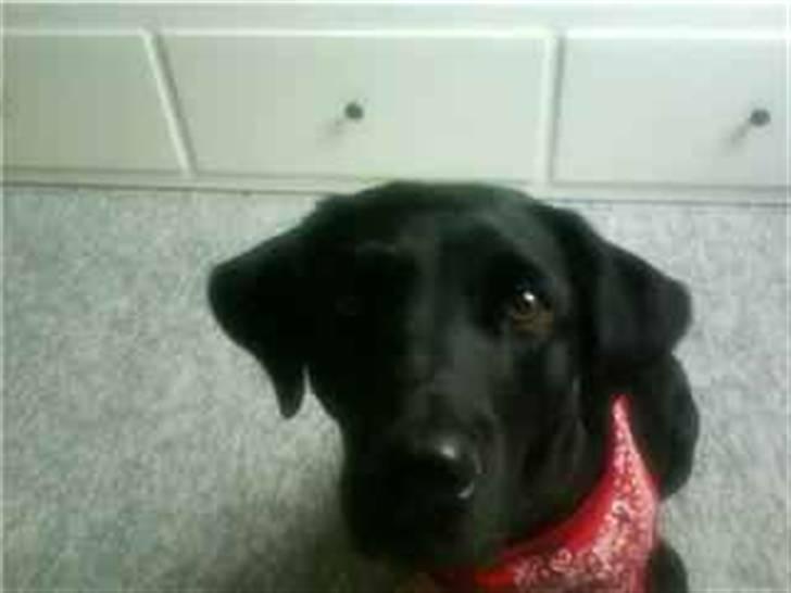 Labrador retriever Zindy - I love you billede 7