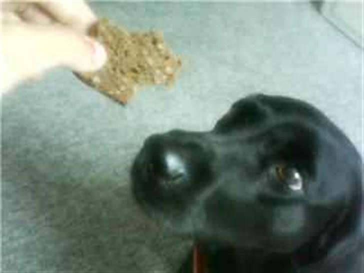 Labrador retriever Zindy - Må jeg??  billede 8