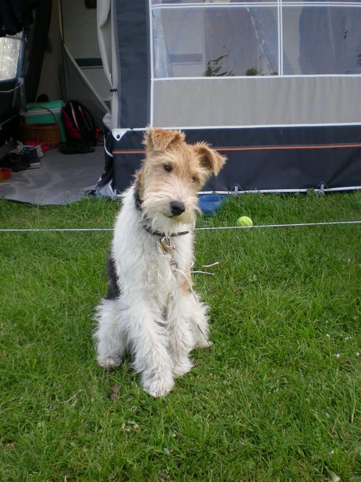 Ruhåret foxterrier "Tippe" - "Er jeg ikke bare dejlig?" billede 16