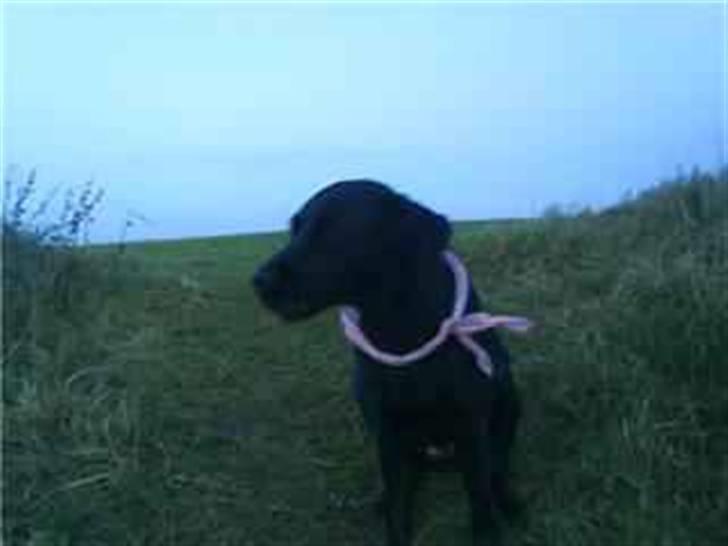 Labrador retriever Zindy - Ahh.Dejlig frisk luft oppe på vores ynglingsbakke x] billede 9