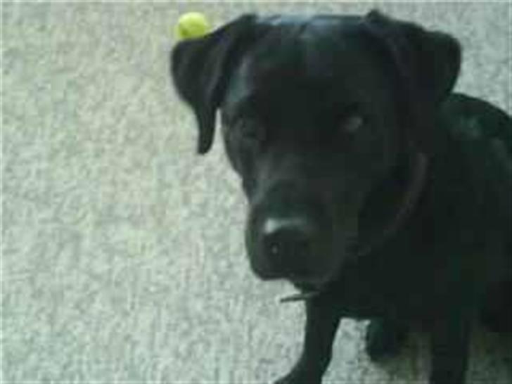 Labrador retriever Zindy - Uuups.. billede 10