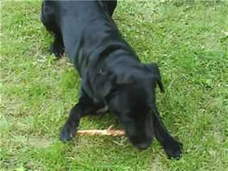Labrador retriever Zindy - Mmh.. Dejlig pind billede 11