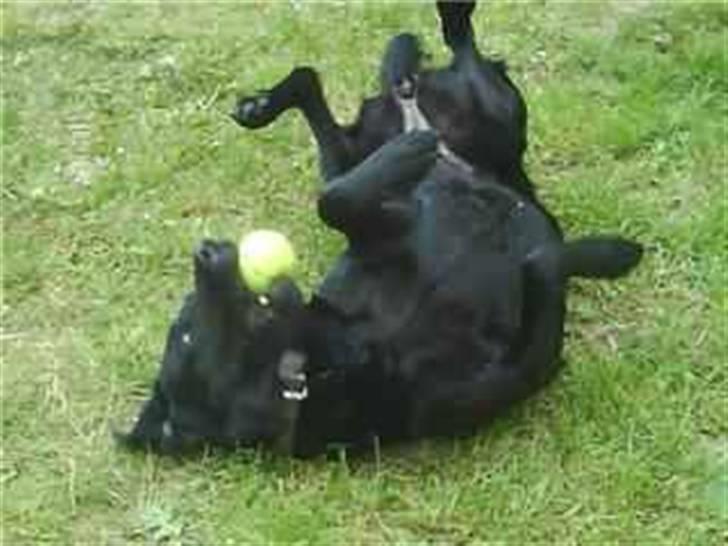 Labrador retriever Zindy - Det kløøør billede 12