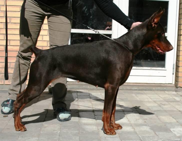 Dobermann Ch. Sant Kreal Russian Rubin - Juni 2009 billede 19