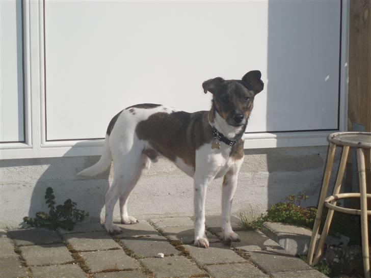 Dansk svensk gaardhund | Sputnik billede 10