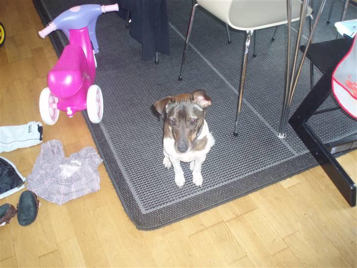 Dansk svensk gaardhund | Sputnik billede 11