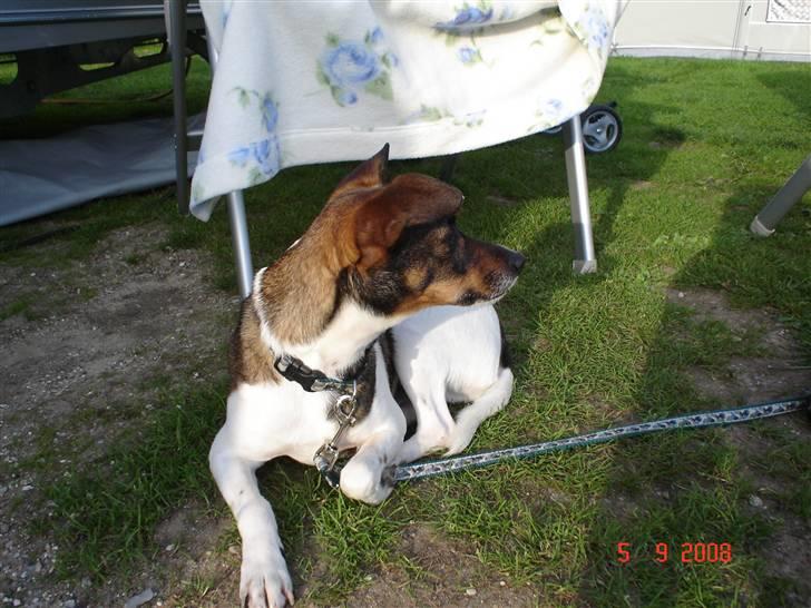 Dansk svensk gaardhund | Sputnik billede 12