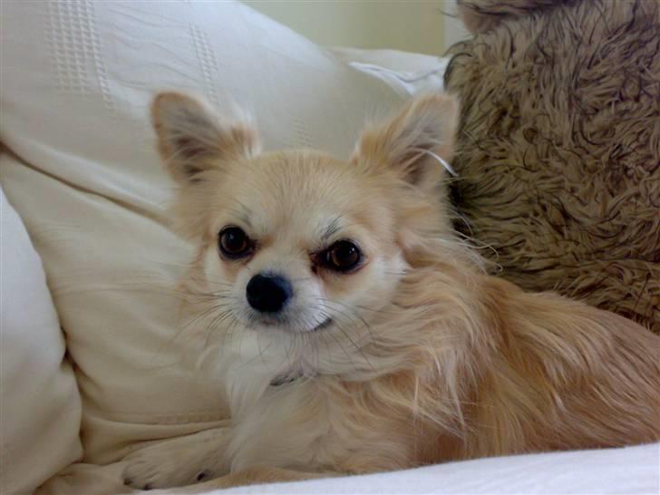Chihuahua ¤*¨¨*¤.Morgan.¤*¨¨*¤ - Velkommen - ALLE BILLEDERE ER PRIVATE OG MÅ IKKE KOPIERS  billede 1