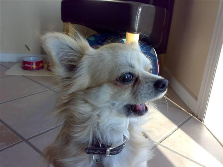 Chihuahua ¤*¨¨*¤.Morgan.¤*¨¨*¤ - Morgan snakker. billede 2