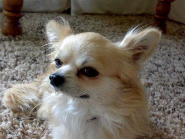 Chihuahua ¤*¨¨*¤.Morgan.¤*¨¨*¤ - <3 billede 3