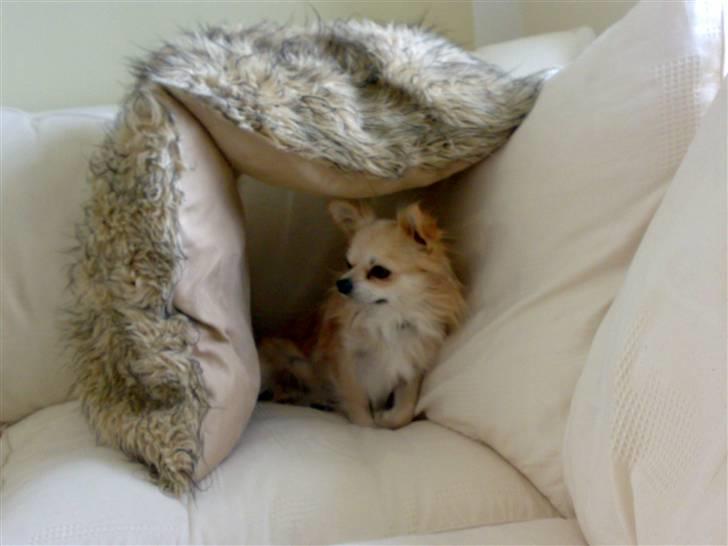 Chihuahua ¤*¨¨*¤.Morgan.¤*¨¨*¤ - Morgan i et lille pudehus jeg fik lavet <3 billede 4