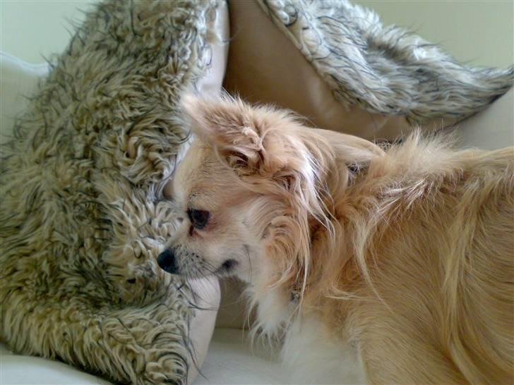 Chihuahua ¤*¨¨*¤.Morgan.¤*¨¨*¤ - <3 billede 5